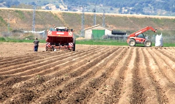 Agricultor de Toro sembrando patatas.