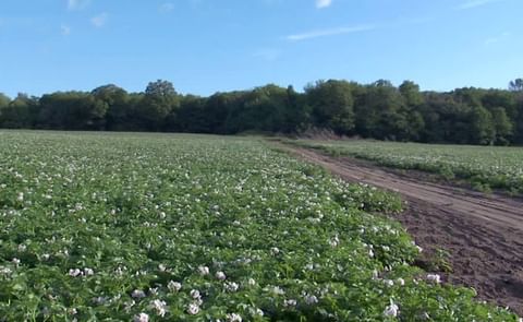 Campo de Patatas en Canada Campo de Patatas en Canada