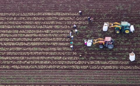 Campo de patatas Campo de patatas
