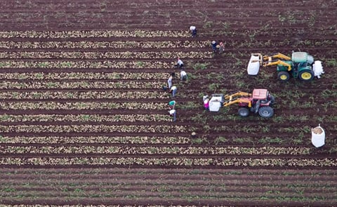 Campo de patatas Campo de patatas