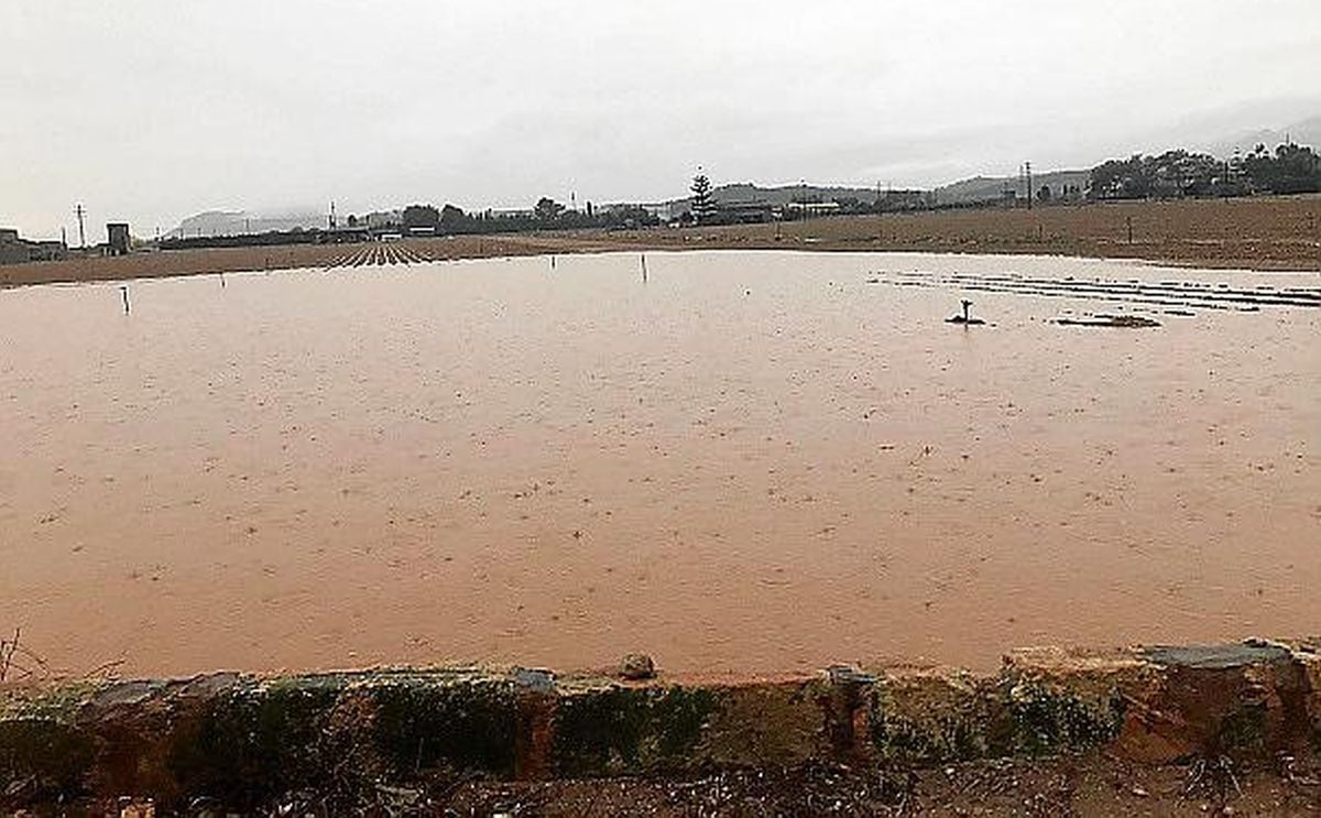 Las lluvias en España retrasan la cosecha de patatas tardanas en Mallorca Las lluvias en España retrasan la cosecha de patatas tardanas en Mallorca