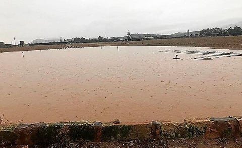 Las lluvias en España retrasan la cosecha de patatas tardanas en Mallorca. Las lluvias en España retrasan la cosecha de patatas tardanas en Mallorca.