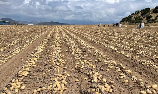 España: La situación del sector de la patata de Castilla y León, a debate.