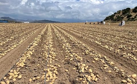 España: La situación del sector de la patata de Castilla y León, a debate.(Cortesía Patatas Meléndez) España: La situación del sector de la patata de Castilla y León, a debate.(Cortesía Patatas Meléndez)