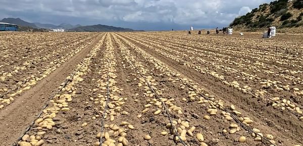 España: La situación del sector de la patata de Castilla y León, a debate.