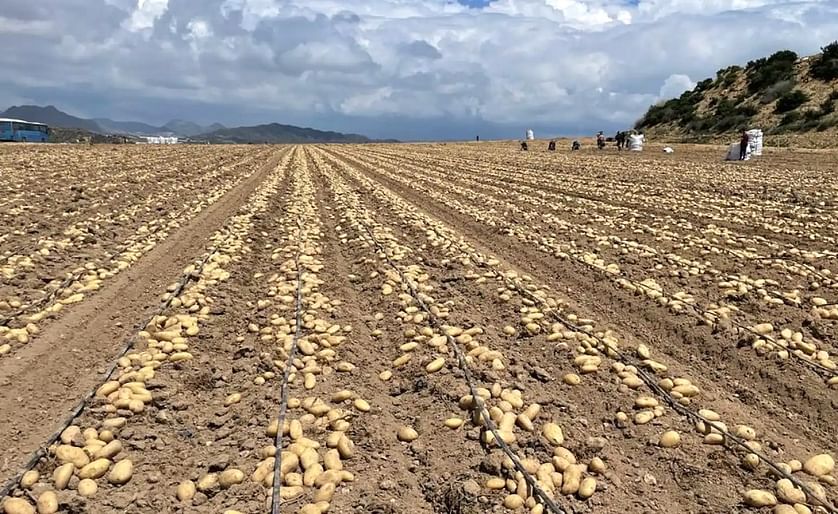 España: La situación del sector de la patata de Castilla y León, a debate.(Cortesía Patatas Meléndez)