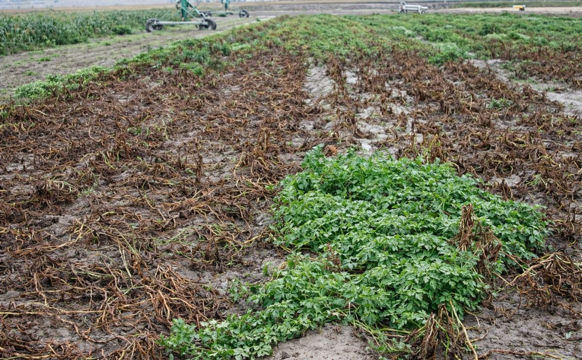 Sembradío atacado por el tizón tardío Sembradío atacado por el tizón tardío