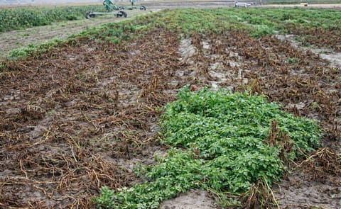 El tizón tardío de la papa es mas agresivo en el Africa Subsahariana El tizón tardío de la papa es mas agresivo en el Africa Subsahariana