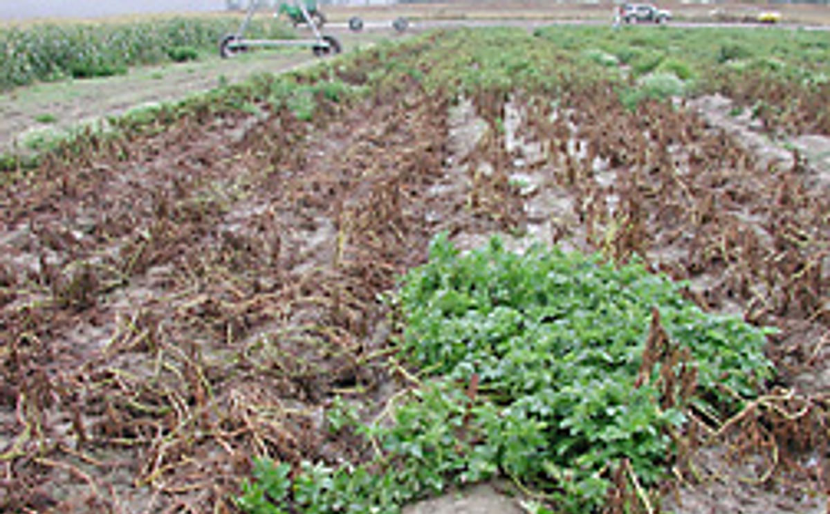 Sembradío atacado por el tizón tardío Sembradío atacado por el tizón tardío