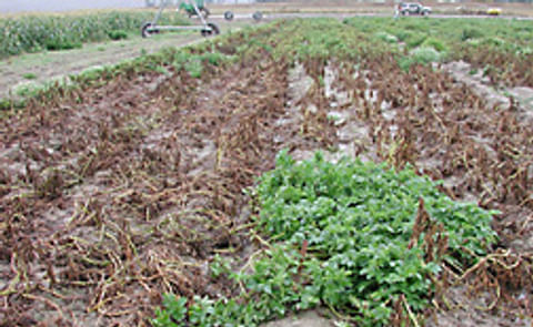 El tizón tardío de la papa es mas agresivo en el Africa Subsahariana El tizón tardío de la papa es mas agresivo en el Africa Subsahariana