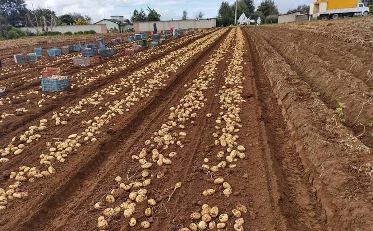 México: falta de lluvias retrasa la siembra (Cortesía: Productores) México: falta de lluvias retrasa la siembra (Cortesía: Productores)