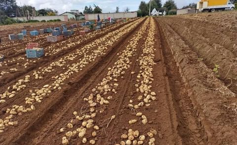 México: falta de lluvias retrasa la siembra México: falta de lluvias retrasa la siembra