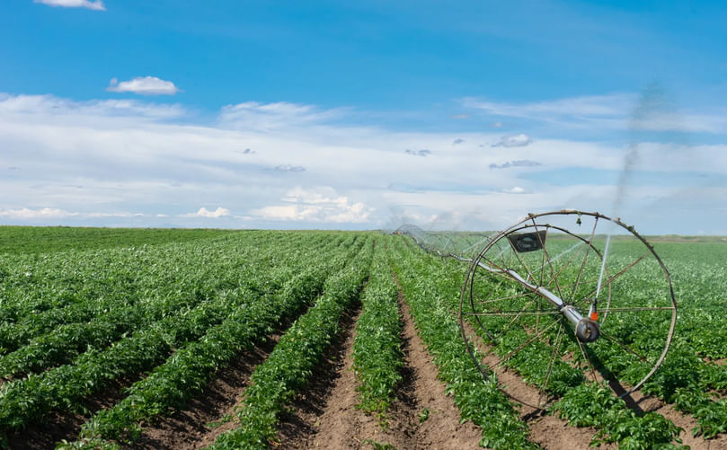 Can Regenerative Agriculture Benefit Potato Farming?