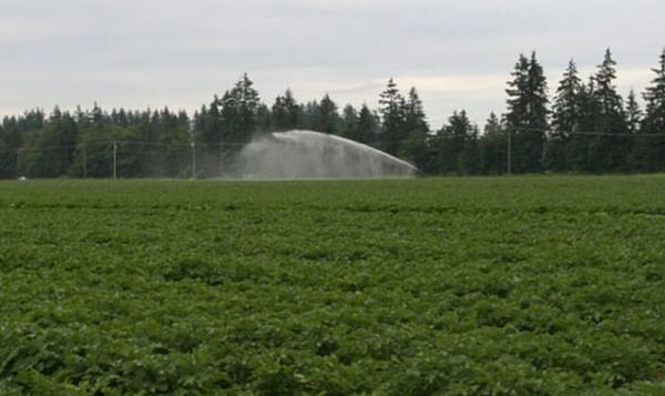 Canadian Potato Crop Report August 15, 2019