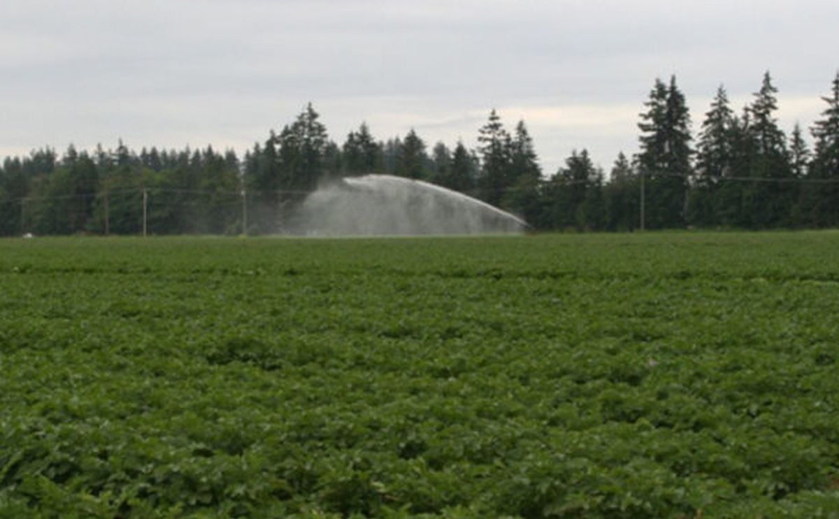 Canadian Potato Crop Report August 15, 2019 Canadian Potato Crop Report August 15, 2019