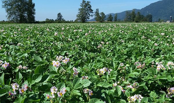 Potato Field in Bloom in British Columbia