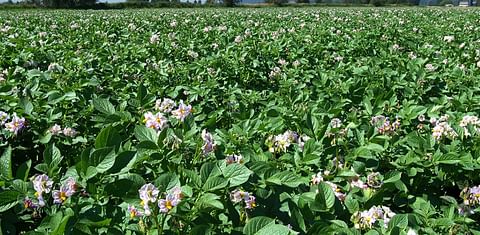 Potato Field in Bloom in British Columbia