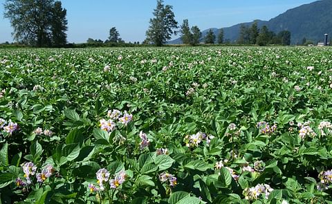 Canadian Potato Crop Update August 20, 2020 provided by the United Potato Growers of Canada
Canadian Potato Crop Update August 20, 2020 provided by the United Potato Growers of Canada