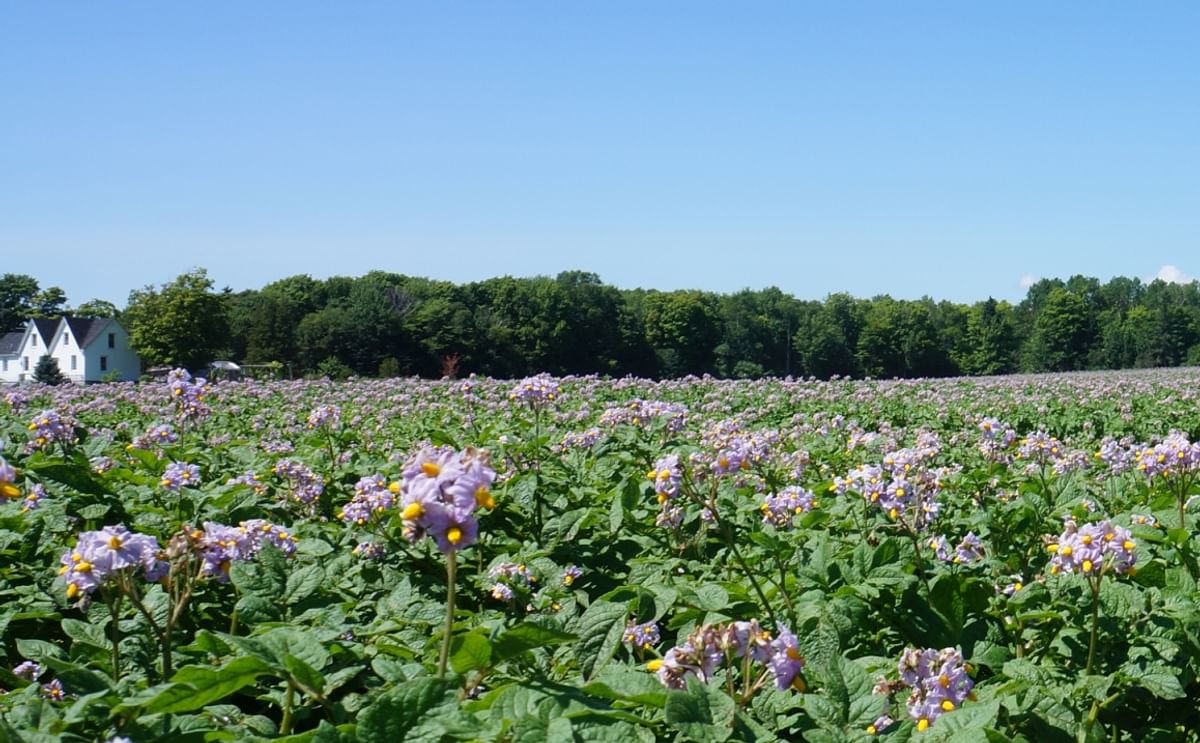 Potato Field in Bloom on Prince Edward Island, Canada