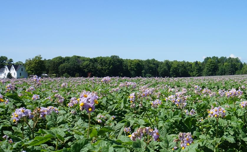 Potato Field in Bloom on Prince Edward Island, Canada