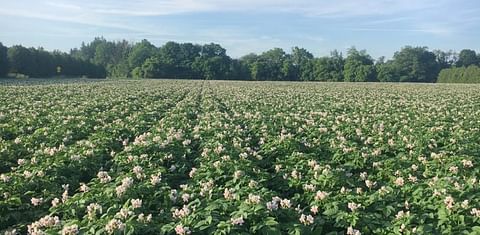 Canadian Potato crop 2019: acreage and status mid July