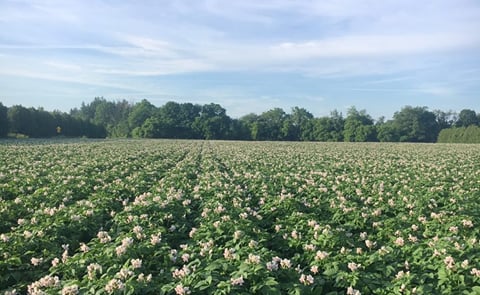 Statistics Canada has published an estimate of the potato acreage for 2019. An update on the current condition of the crop was provided by United Potato Growers Canada. Statistics Canada has published an estimate of the potato acreage for 2019. An update on the current condition of the crop was provided by United Potato Growers Canada.