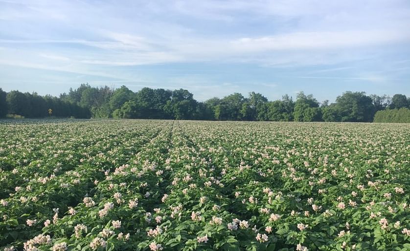 Statistics Canada has published an estimate of the potato acreage for 2019. An update on the current condition of the crop was provided by United Potato Growers Canada.