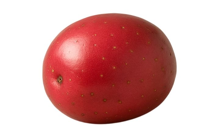 CANADA ROSE CANADA ROSE