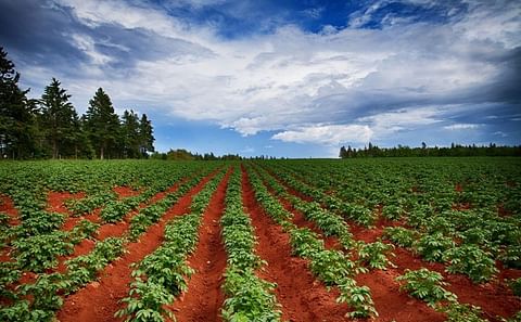 Canadian Potato Crop Update September 6 2021