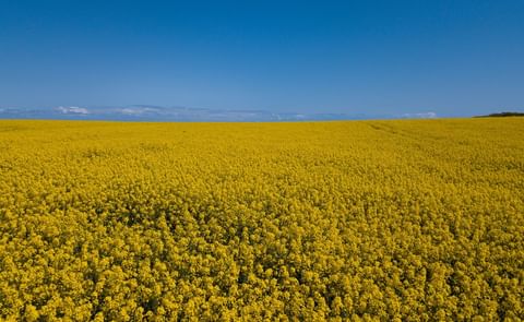 Bunge expands canola processing capacity in Canada Bunge expands canola processing capacity in Canada