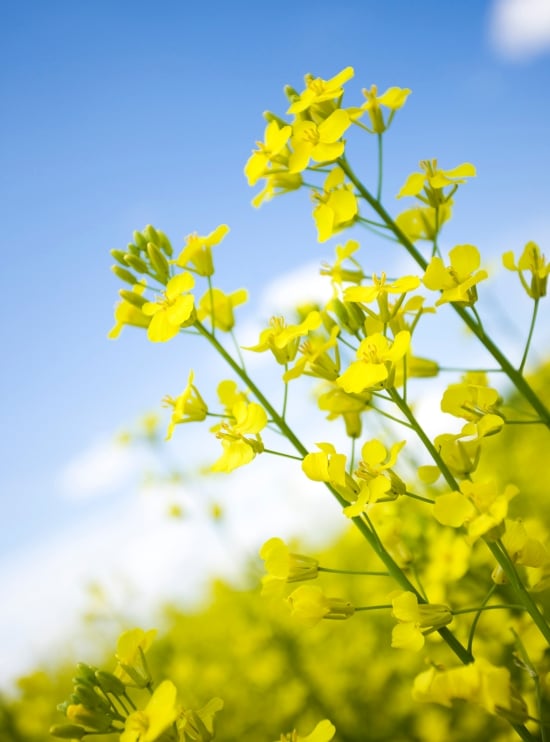 Close-up of the Canola plant (Courtesy: Canolainfo) Close-up of the Canola plant (Courtesy: Canolainfo)