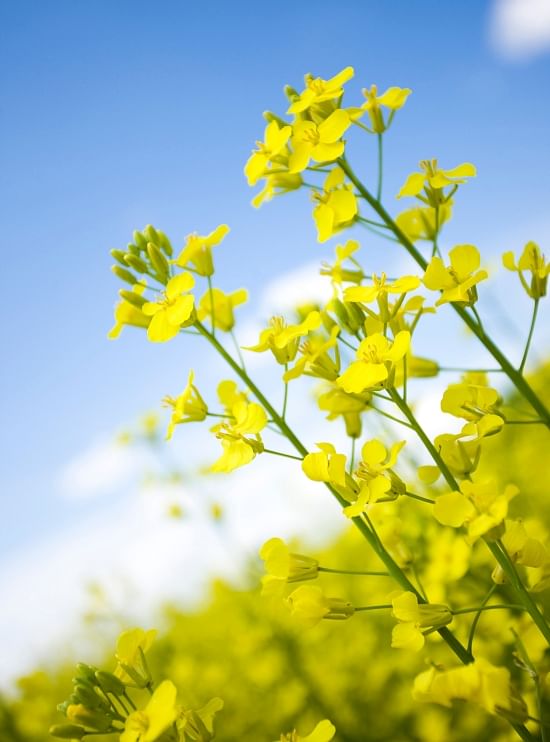 Close-up of the Canola plant (Courtesy: Canolainfo)