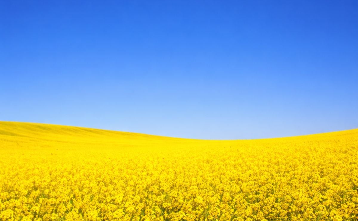 Cargill highlighted its focus on Canola expansion Cargill highlighted its focus on Canola expansion