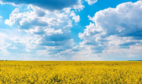 Cargill to double canola production in Canada