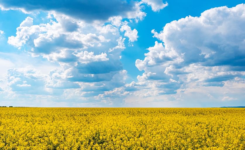 Canola field for news