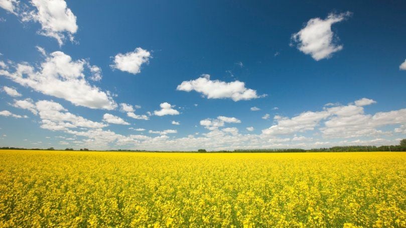 A canola field. A canola field.