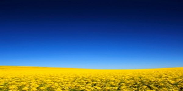  Cargill highlighted its focus on Canola expansion