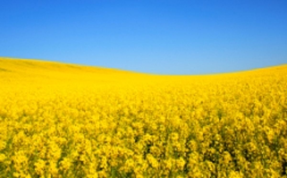 Cargill expands Clear Valley high oleic canola line