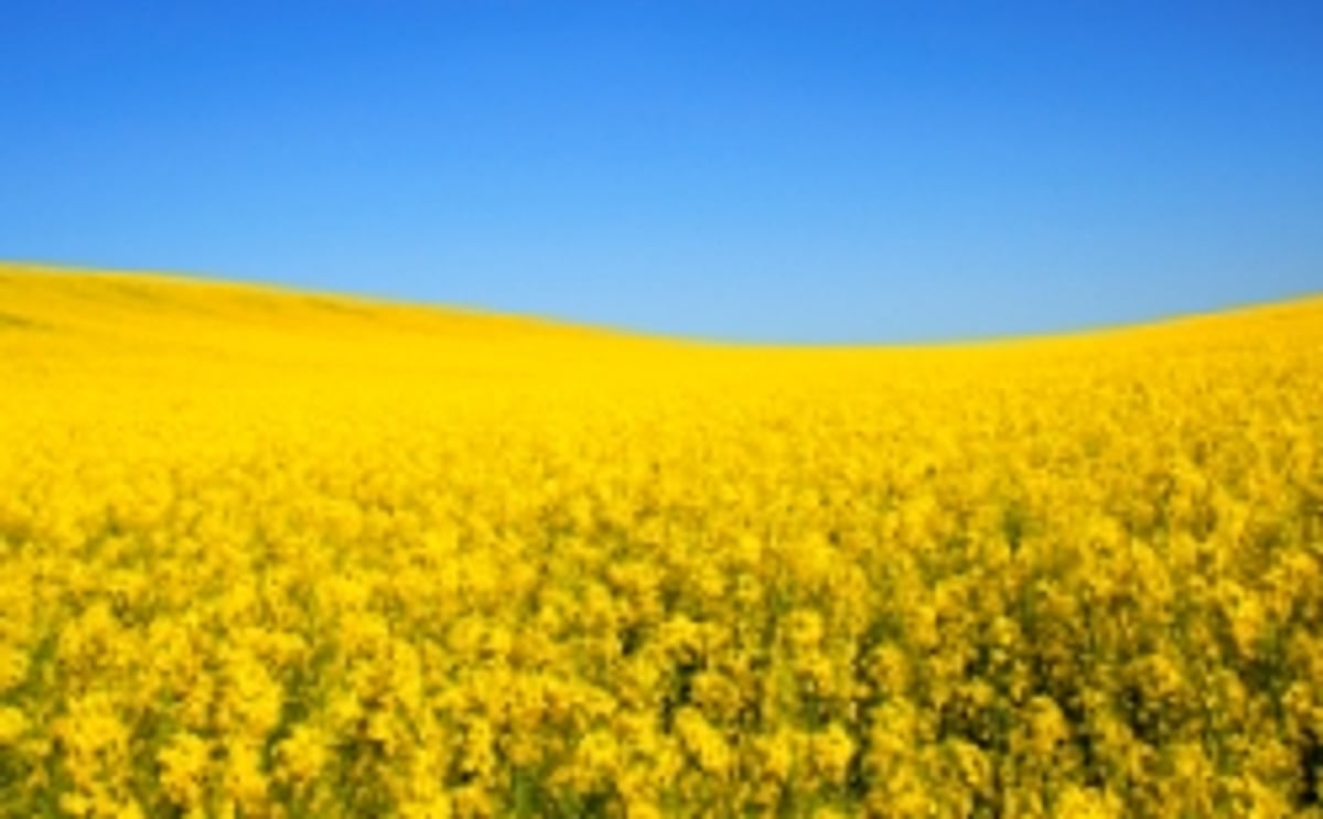 Canola is a source of ALA Canola is a source of ALA