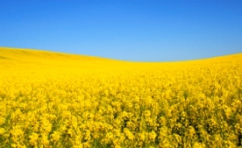 Omega-3 ALA - overlooked and misunderstood? Omega-3 ALA - overlooked and misunderstood?