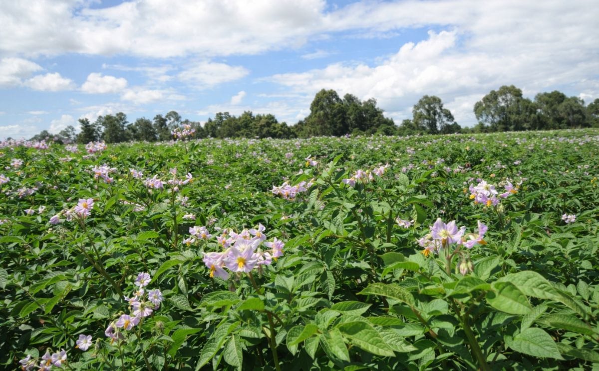 Capacitan en Chile a científicos chinos en mejoramiento genético de papa