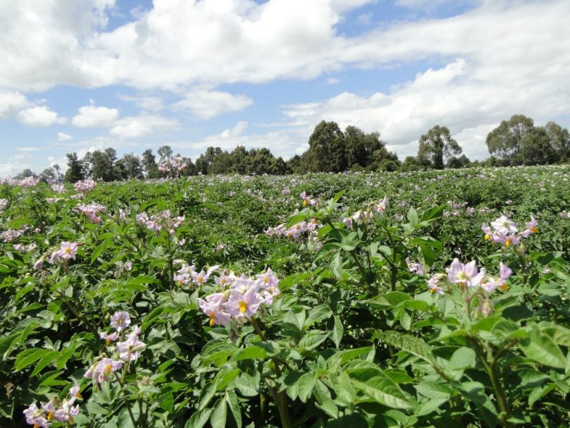Capacitan en Chile a científicos chinos en mejoramiento genético de papa