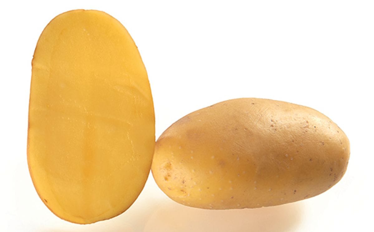 CAPUCINE | PotatoPro