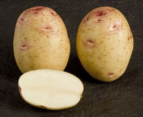 The potato variety Cara has been the standout performer with average yields across all three farms of over 50 tonnes per hectare (Courtesy: SASA / Crown)