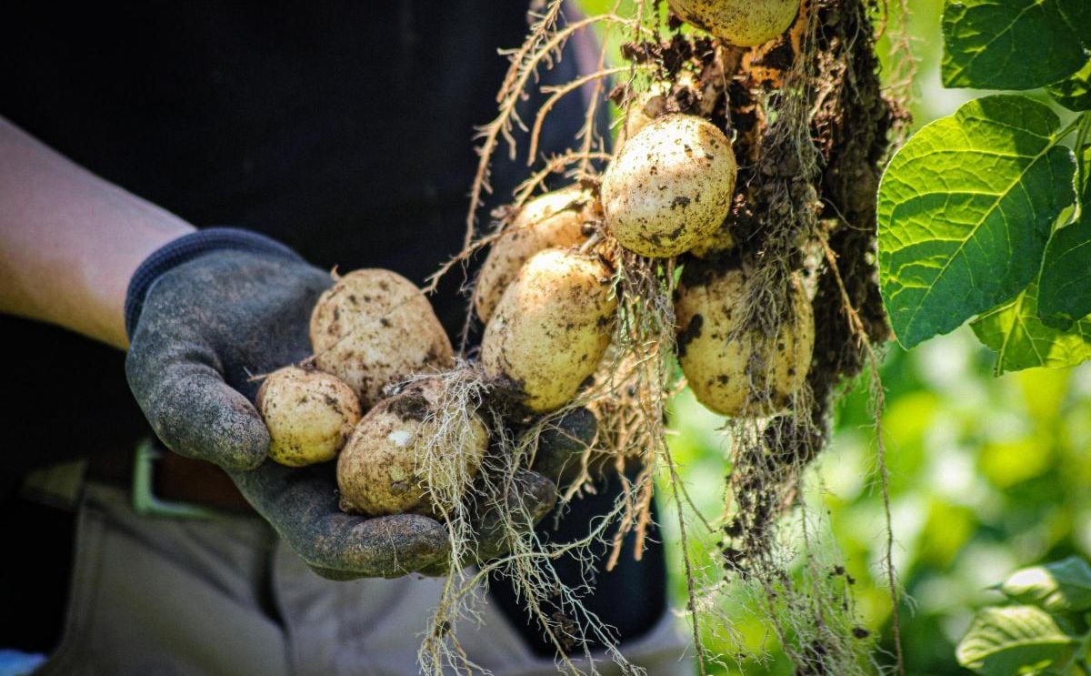 Root Zero by Puffin Produce: UK's first carbon neutral potato Root Zero by Puffin Produce: UK's first carbon neutral potato