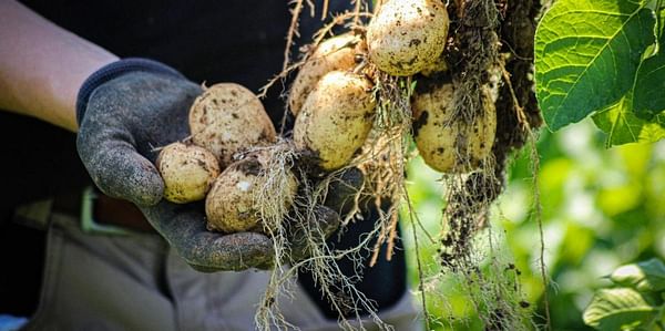 Root Zero by Puffin Produce: UK's first carbon neutral potato