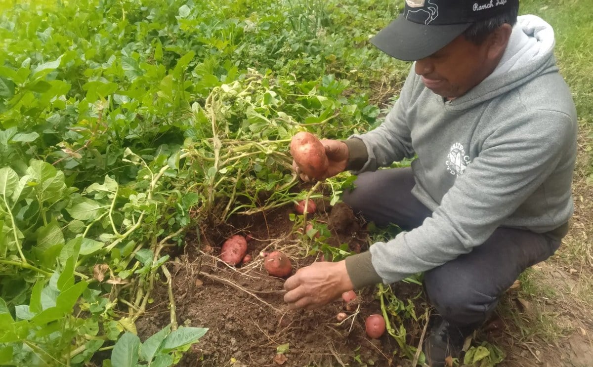 Los agricultores deben controlar varias plagas que atentan contra los cultivos. Las hectáreas cultivadas en el 2 026 se han visto reducidas