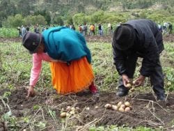 Listas las semillas para producir papas congeladas en Ecuador y abastecer a cadenas de comida rápida 