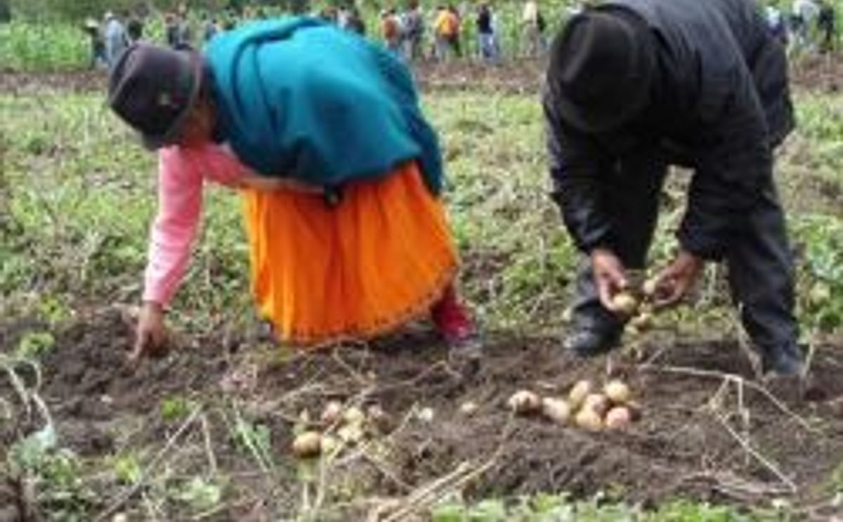 Listas las semillas para producir papas congeladas en Ecuador y abastecer a cadenas de comida rápida 