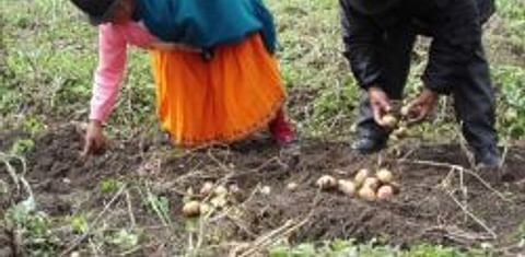 Listas las semillas para producir papas congeladas en Ecuador y abastecer a cadenas de comida rápida 